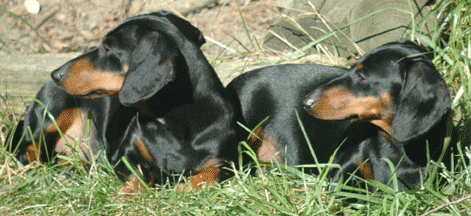 pepper-and-polly-8-4-08.gif